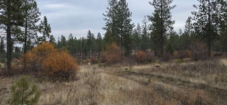 1200 Ac ~ 4 contiguous Parcels in Stevens County, WA just Minutes from Long Lake - image 14