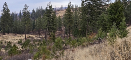 1200 Ac ~ 4 contiguous Parcels in Stevens County, WA just Minutes from Long Lake - image 11
