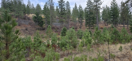 1200 Ac ~ 4 contiguous Parcels in Stevens County, WA just Minutes from Long Lake - image 19