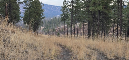1200 Ac ~ 4 contiguous Parcels in Stevens County, WA just Minutes from Long Lake - image 9