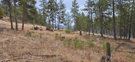 1200 Ac ~ 4 contiguous Parcels in Stevens County, WA just Minutes from Long Lake - image 20
