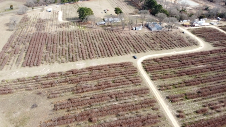 East Texas Organic Blueberry Farm for Sale Henderson County - image 27