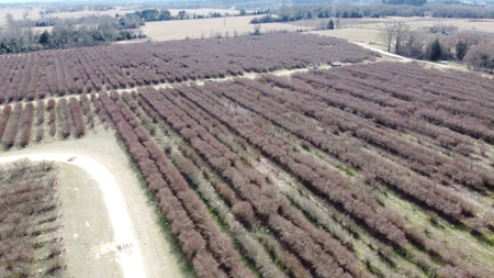 East Texas Organic Blueberry Farm for Sale Henderson County - image 10