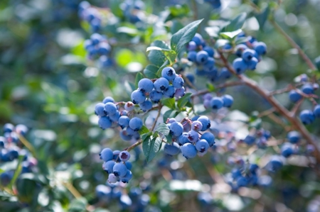 East Texas Organic Blueberry Farm for Sale Henderson County - image 4