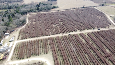 East Texas Organic Blueberry Farm for Sale Henderson County - image 16