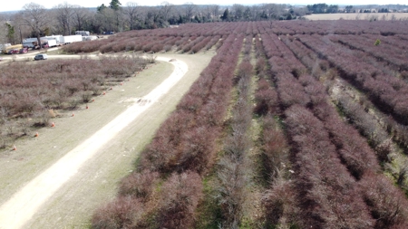 East Texas Organic Blueberry Farm for Sale Henderson County - image 35
