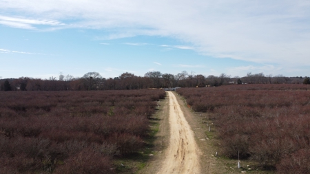 East Texas Organic Blueberry Farm for Sale Henderson County - image 8