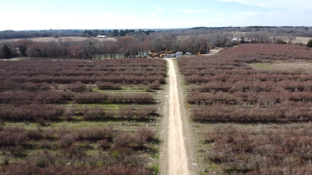 East Texas Organic Blueberry Farm for Sale Henderson County - image 9