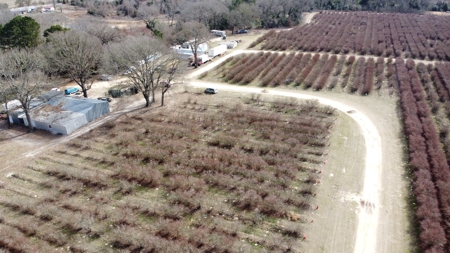 East Texas Organic Blueberry Farm for Sale Henderson County - image 11