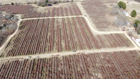 East Texas Organic Blueberry Farm for Sale Henderson County - image 30