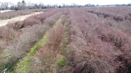 East Texas Organic Blueberry Farm for Sale Henderson County - image 36