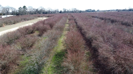 East Texas Organic Blueberry Farm for Sale Henderson County - image 37