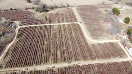 East Texas Organic Blueberry Farm for Sale Henderson County - image 31
