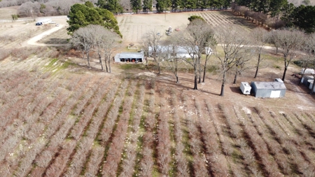 East Texas Organic Blueberry Farm for Sale Henderson County - image 12