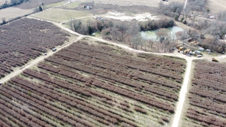 East Texas Organic Blueberry Farm for Sale Henderson County - image 14