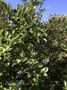 East Texas Organic Blueberry Farm for Sale Henderson County - image 3