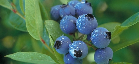 East Texas Organic Blueberry Farm for Sale Henderson County - image 1