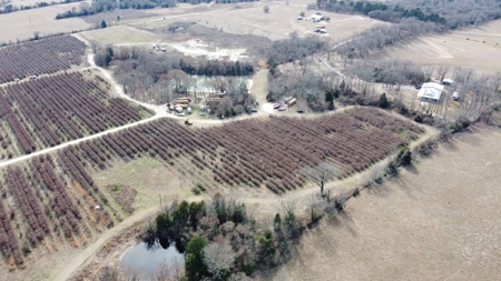 East Texas Organic Blueberry Farm for Sale Henderson County - image 23