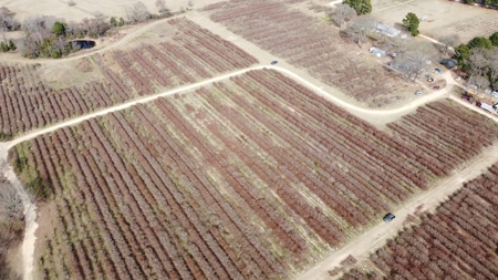 East Texas Organic Blueberry Farm for Sale Henderson County - image 29