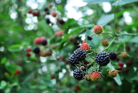 East Texas Organic Blueberry Farm for Sale Henderson County - image 5