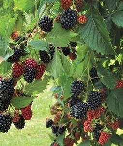 East Texas Organic Blueberry Farm for Sale Henderson County - image 6