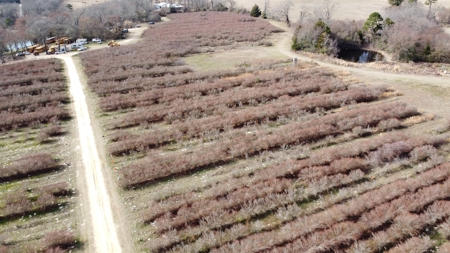 East Texas Organic Blueberry Farm for Sale Henderson County - image 13