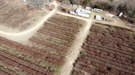 East Texas Organic Blueberry Farm for Sale Henderson County - image 33