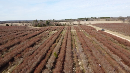 East Texas Organic Blueberry Farm for Sale Henderson County - image 34