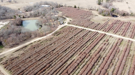 East Texas Organic Blueberry Farm for Sale Henderson County - image 32