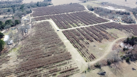 East Texas Organic Blueberry Farm for Sale Henderson County - image 20