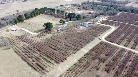East Texas Organic Blueberry Farm for Sale Henderson County - image 24