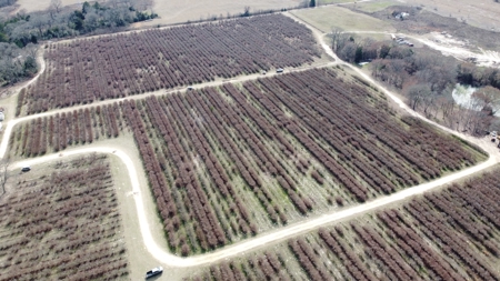 East Texas Organic Blueberry Farm for Sale Henderson County - image 19