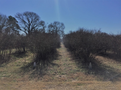 East Texas Organic Blueberry Farm for Sale Henderson County - image 2