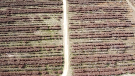 East Texas Organic Blueberry Farm for Sale Henderson County - image 17