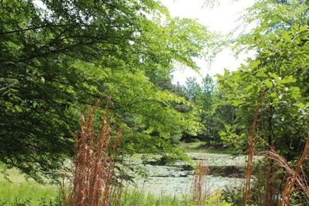 Rural Land With Stream And Pond For Sale Palestine Texas - image 6