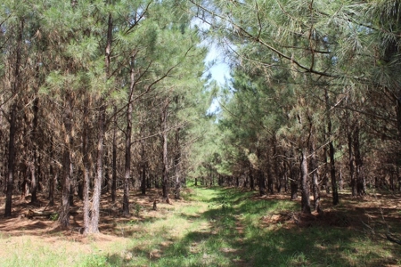 Rural Land With Stream And Pond For Sale Palestine Texas - image 1