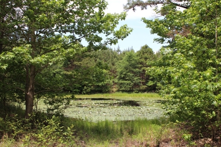 Rural Land With Stream And Pond For Sale Palestine Texas - image 4