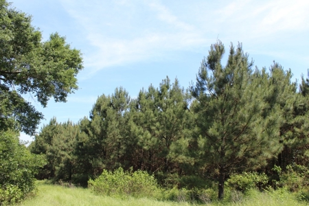 Rural Land With Stream And Pond For Sale Palestine Texas - image 2