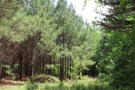 Rural Land With Stream And Pond For Sale Palestine Texas - image 7