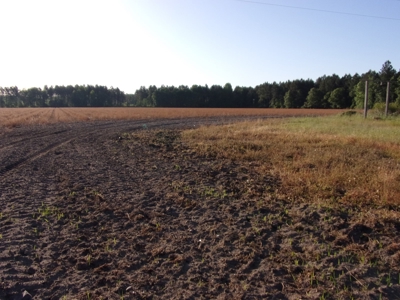 270 +/- Acres for Sale Brooklet, GA, Bulloch County - image 5