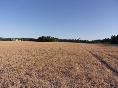 270 +/- Acres for Sale Brooklet, GA, Bulloch County - image 2
