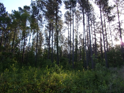 270 +/- Acres for Sale Brooklet, GA, Bulloch County - image 1