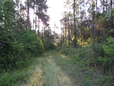 270 +/- Acres for Sale Brooklet, GA, Bulloch County - image 4