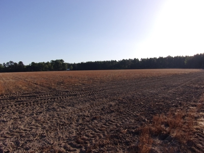 270 +/- Acres for Sale Brooklet, GA, Bulloch County - image 3