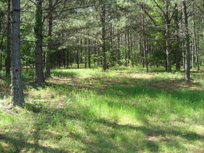 4 Bedroom Country Home For Sale In Shiloh Tn, Pool - image 47