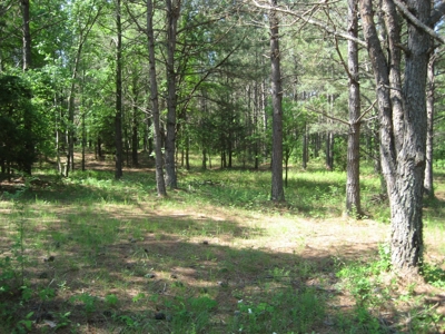 4 Bedroom Country Home For Sale In Shiloh Tn, Pool - image 48