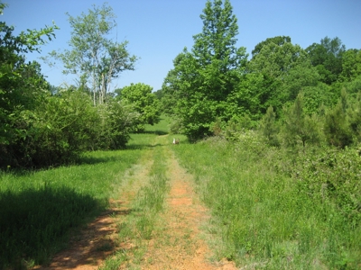 4 Bedroom Country Home For Sale In Shiloh Tn, Pool - image 41