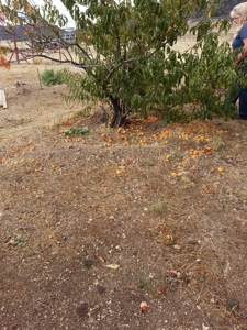 Northern California Farm Horse Property in Siskiyou County - image 24