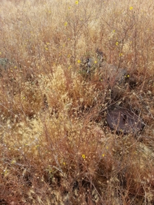 Northern California Farm Horse Property in Siskiyou County - image 19