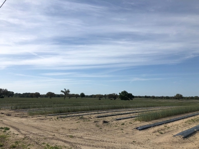 Trenton FL, Land for sale & Real Estate - image 2